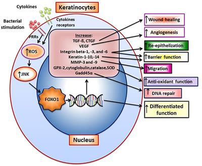 Mucosal Immunity and the FOXO1 Transcription Factors